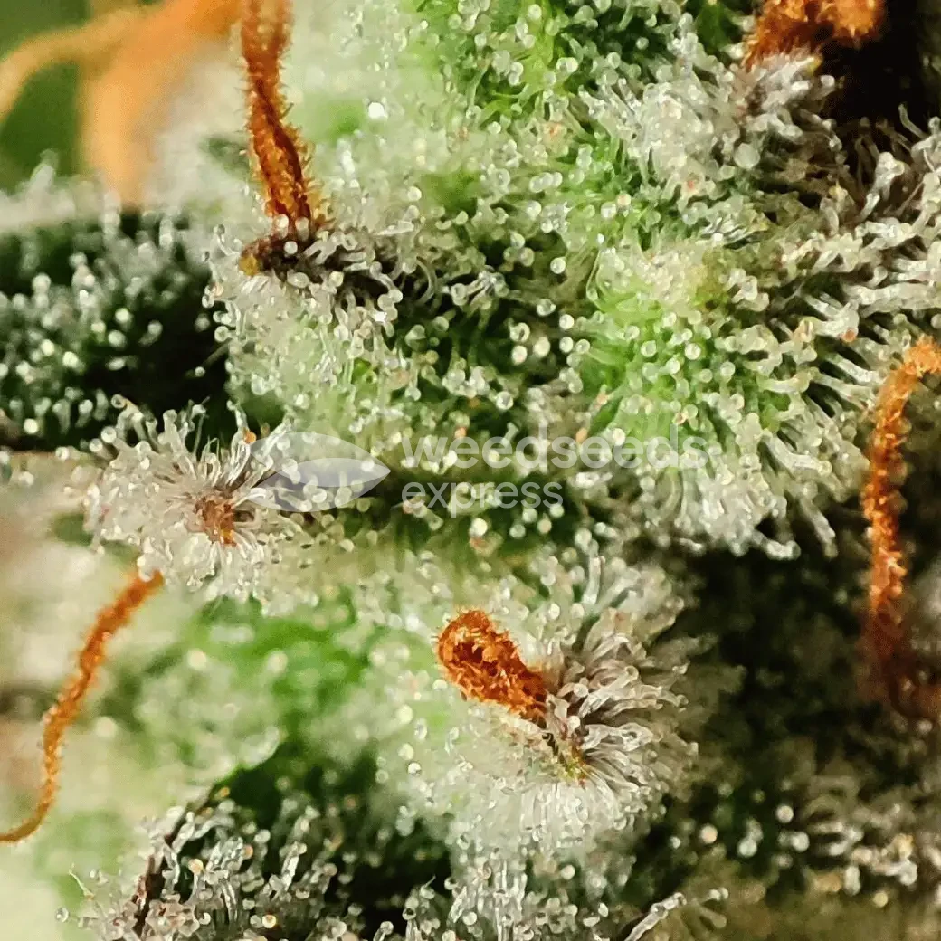 Bruce Banner Auto by WeedSeedsExpress grown by AsNoriu
